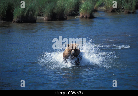 Brown Bears on top of Brooks Falls and fishing for salmon in Brooks river and NakNek Lake. Katmai National park in Alaska. Stock Photo