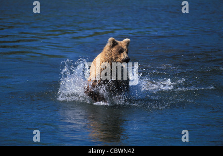 Brown Bears on top of Brooks Falls and fishing for salmon in Brooks river and NakNek Lake. Katmai National park in Alaska. Stock Photo