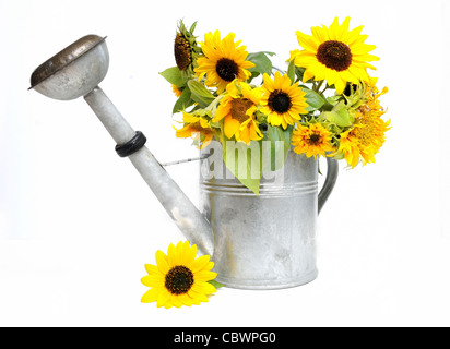 Group of fresh sunflowers in a zinc watering can over white background Stock Photo