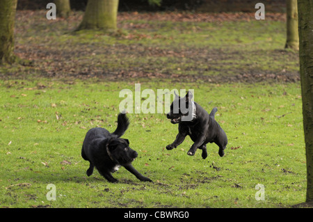 Two black dogs playing Stock Photo