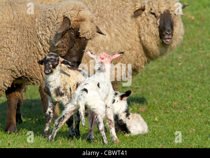 Newborns Domestic sheep (Ovis orientalis aries) Stock Photo