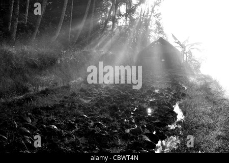 rice paddy fields in morning sunlight Stock Photo