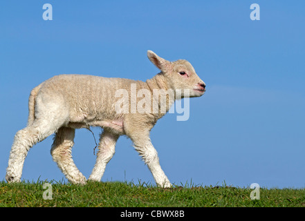 Young Domestic sheep (Ovis orientalis aries) Stock Photo