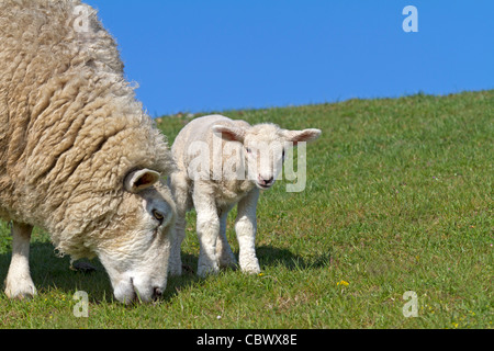 Domestic sheep (Ovis aries) Stock Photo