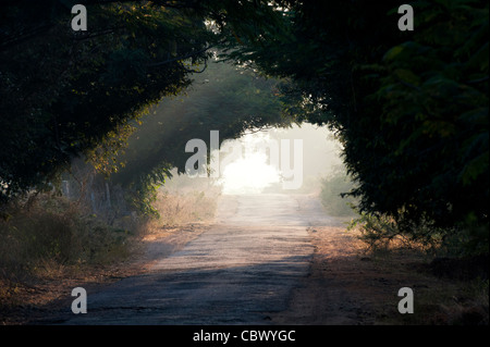 Tunnel of trees in the Indian countryside. Andhra Pradesh, India Stock Photo