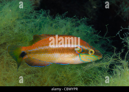 Ocellated wrasse (Symphodus ocellatus Stock Photo Alamy