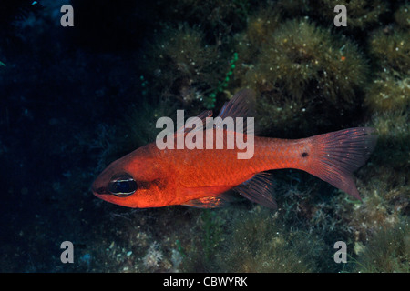 Cardinal Fish, Apogon imberbis, Apogonidae, Capraia Island Tuscany, Italy, Mediterranean Sea Stock Photo