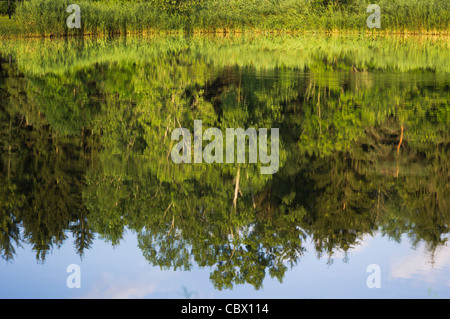 LANDSCAPE HORSE FARM GHENT NEW YORK USA Stock Photo