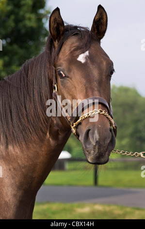 HORSE FARM GHENT NEW YORK Stock Photo