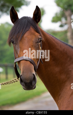 HORSE FARM GHENT NEW YORK Stock Photo