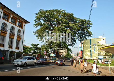 the Cotton Tree in central Freetown, Sierra Leone Stock Photo