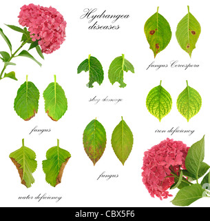 Diseases of Hydrangea macrophylla  flower  isolated on white background Stock Photo