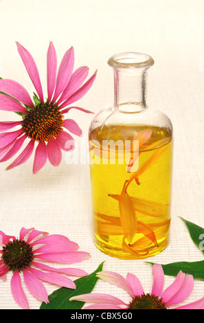 Coneflower essential  oil in bottle - homeopathic medicine  - still life Stock Photo