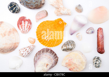 Seashells on white background Stock Photo
