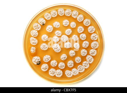 white fungi on agar plate over white background Stock Photo