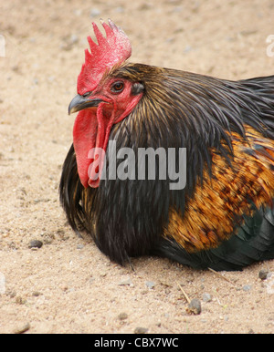 sideways portrait of a colorful chicken while resting on sandy ground Stock Photo