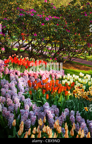 colorful tulips and hyacinths blooming in a garden Stock Photo - Alamy