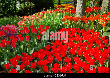 Flowerbed with flamy red and orange tulips in park in spring Stock Photo