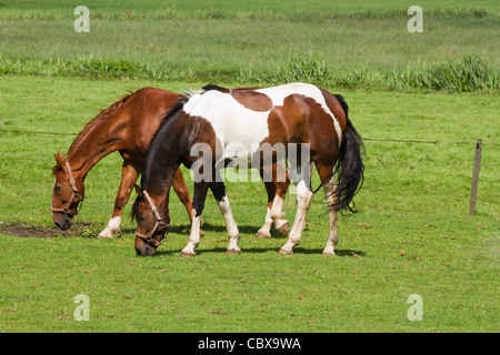 Grassland with two grazing horses on sunny summerday in the country Stock Photo