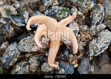 Common starfish or sea star (Asterias rubens) feeding on mussels on the Norfolk coast, Uk Stock Photo