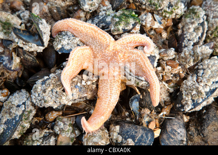 Common starfish or sea star (Asterias rubens) feeding on mussels on the Norfolk coast, Uk Stock Photo