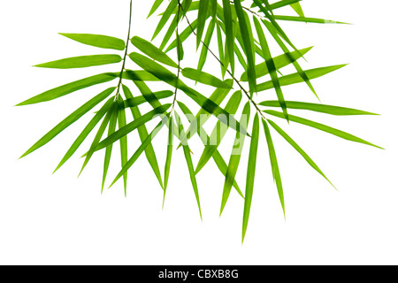 Bamboo leaves on white background Stock Photo