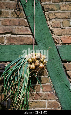 Onions, Zwiebeln, being dried outside at the facade of a half-timbered farm house with green beams and red brick, Germany Stock Photo
