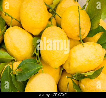 High-quality photo ripe lemons on a white background Stock Photo