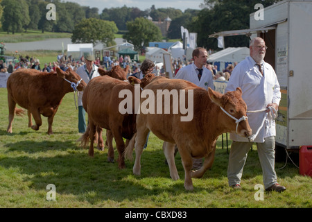 Aylsham Agricultural Show, Norfolk. Cattle breeds parade, in the main ring. Blickling estate, Norfolk. Stock Photo