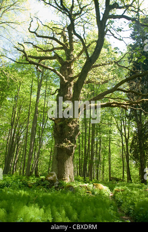 Old oak tree in swedish forest Stock Photo