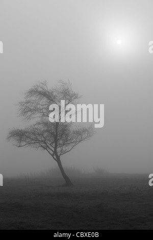 Mysterious late autumn light glows through a misty field near Blubberhouses in Yorkshire, England Stock Photo