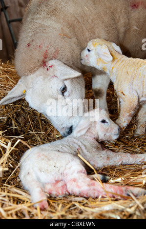 Texel ewe with newborn twin lambs. Stock Photo