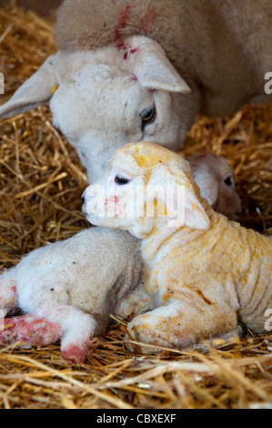 Texel ewe with newborn twin lambs. Stock Photo