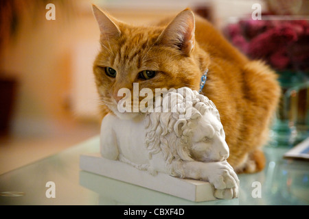 Sleepy ginger cat Stock Photo