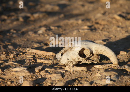 animal skull in the sand during the day in summer is in the desert Stock Photo