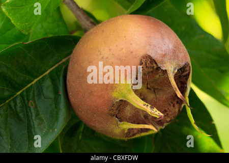 Common Medlar cv. 'Monstrueuse d'Evreinoff', foliage and fruit Stock Photo