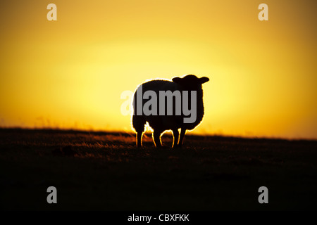 Silhouette of a Sheep Stock Photo