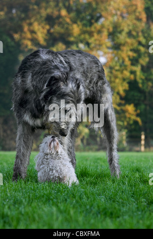 Irish wolfhound with white Maltese dog in garden Stock Photo