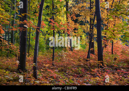 Northern red oak / champion oak (Quercus rubra / Quercus borealis) trees in forest in autumn, native to North America Stock Photo