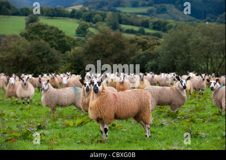 Flock of Welsh mules near Rhayder, Wales. Stock Photo