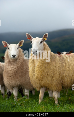 Welsh mule gimmers out of Welsh Mountain ewes. Stock Photo