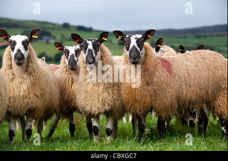 Flock of Welsh mules out of a Beulah ewes in pasture. Stock Photo