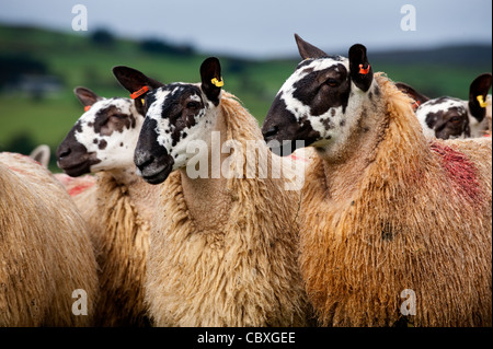 Flock of Welsh mules out of a Beulah ewes in pasture. Stock Photo