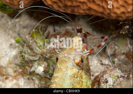 A juvenile Parrotfish with its mouth open and being cleaned by a Banded Coral Shrimp. Stock Photo