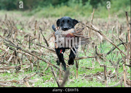 Black Labrador Retriever with a pheasant in its mouth running through a cut corn field. Stock Photo