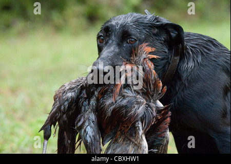 A wet Black Labrador Retriever with a pheasant in its mouth. Stock Photo