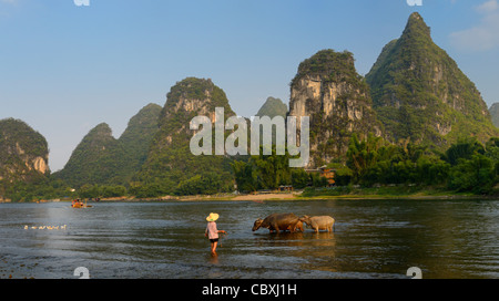 Panorama of woman tending domestic Asian Water Bufflao among karst peaks at the Li river Yangshuo Peoples Republic of China