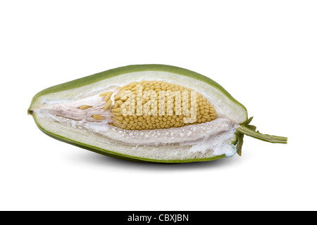 The cross section of a Bladder flower fruit photographed in the studio ...