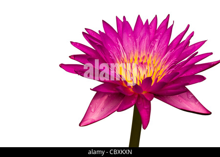 Pink lotus, Water lily isolated on white background Stock Photo