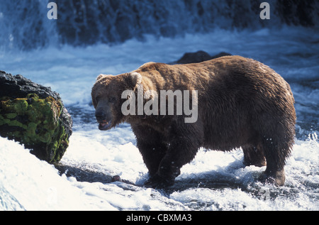 Brown Bears on top of Brooks Falls and fishing for salmon in Brooks river and NakNek Lake. Katmai National park in Alaska. Stock Photo